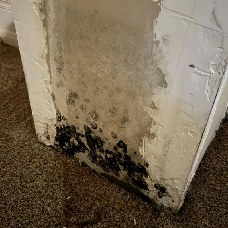 Professional Mold Removal in Ovilla, TX